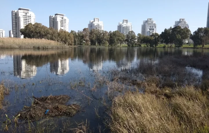 Зимний пруд и зелёный парк в Нетании