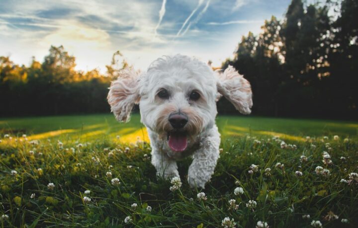 Illustrative photograph of a dog outdoors