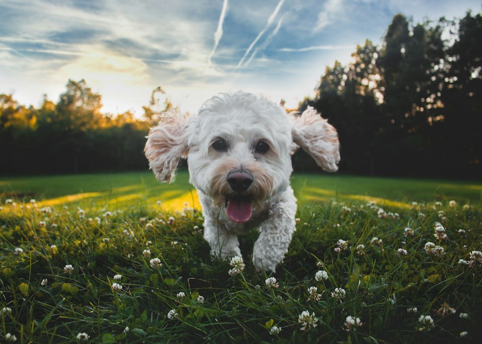 Illustrative photograph of a dog outdoors